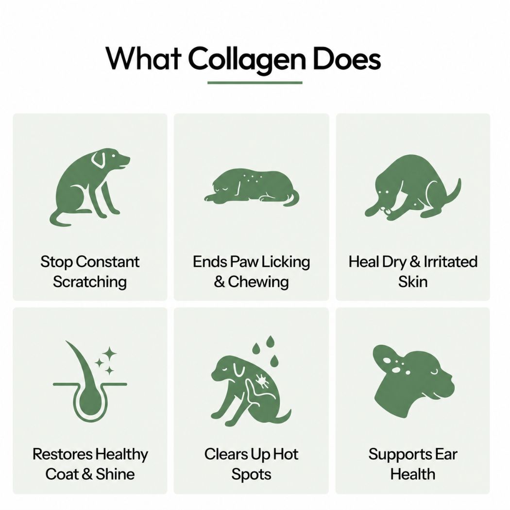 Canbloom Premium Liquid Collagen
