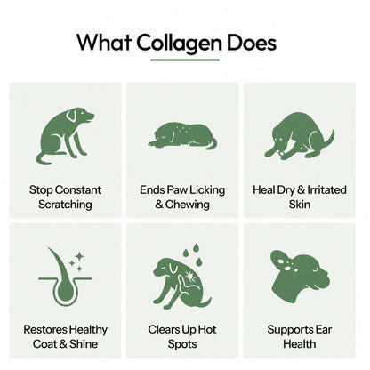 Canbloom Premium Liquid Collagen